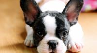 38 Französische Bulldoggen sind in einem Flugzeug gestorben. (Symbolfoto)