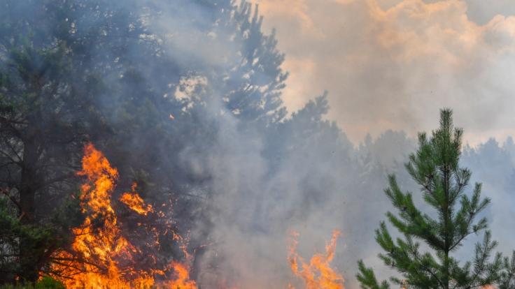 Die Temperaturen steigen am Sonntag. Dadurch erhöht sich gleichzeitig die Waldbrandgefahr.