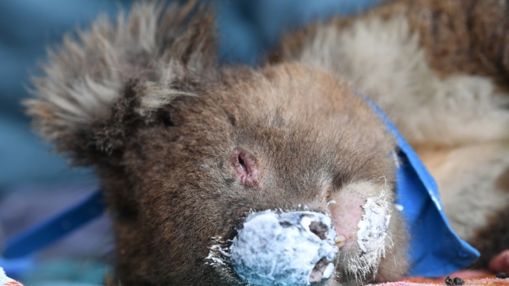 Durch die Buschbrände wurden auf der Känguru-Insel viele Tiere getötet und Koalas verletzt.