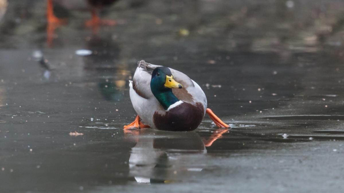 Meteorologen warnen vor Gl&auml;tte-Gefahr. (Foto)
