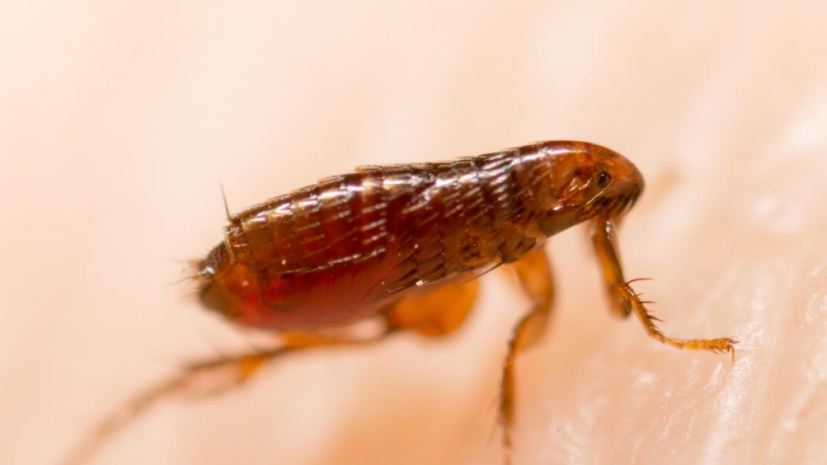 Die Pest wird in den USA durch Fl&ouml;he verbreitet. (Foto)