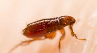 Die Pest wird in den USA durch Flöhe verbreitet.
