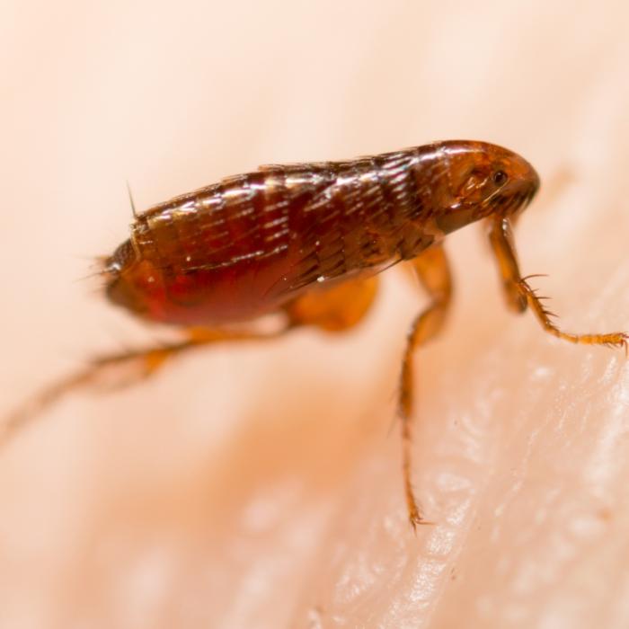 Übertragen durch Flöhe! Mädchen (10) nach Pest-Infektion gestorben