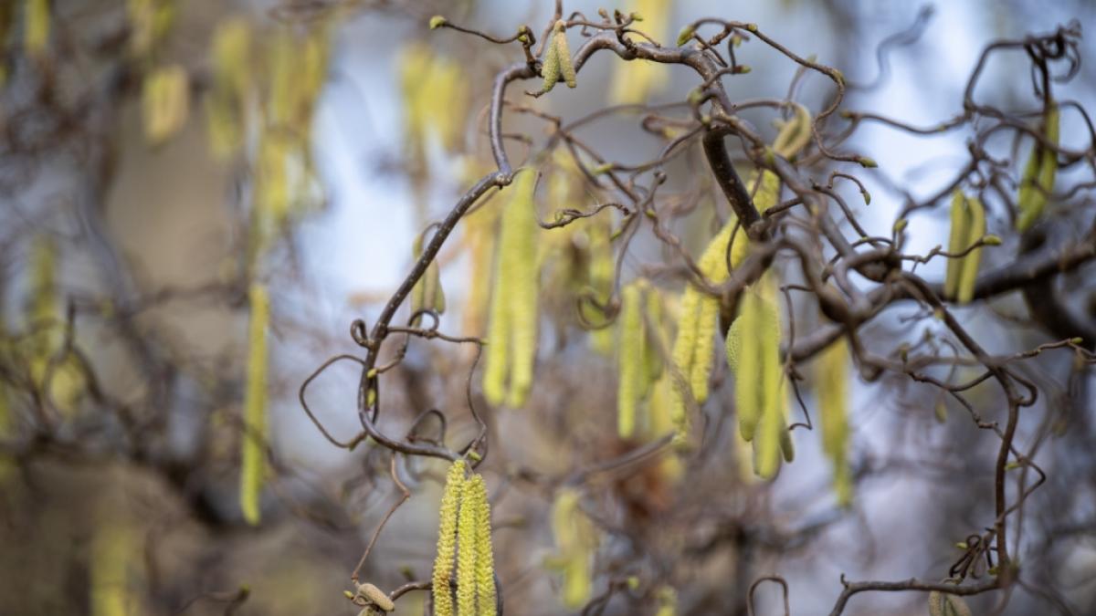 Sich im Fr&uuml;hling an der bl&uuml;henden Natur zu erfreuen, ist f&uuml;r Allergie-Geplagte eine echte Herausforderung - 2024 d&uuml;rften die Pollen-Belastungen besonders heftig ausfallen, wie Experten zu bedenken geben. (Foto)