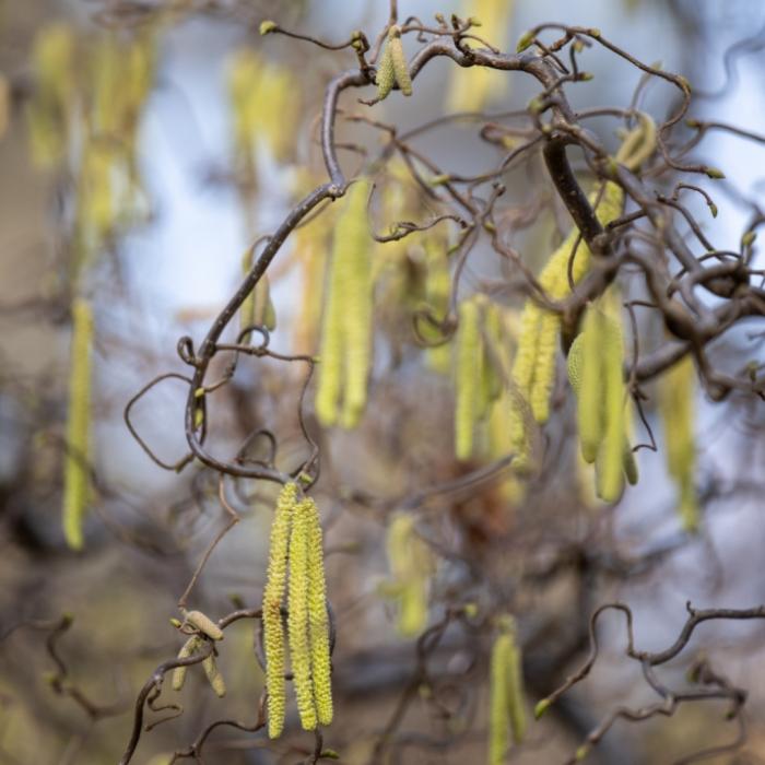 Deshalb wird 2024 für Pollen-Allergiker eine besondere Tortur
