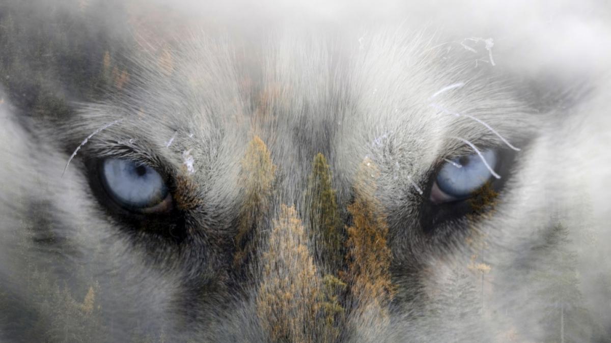 In England ist ein dreimonatiges Baby bei einem Waldspaziergang mit seinen Eltern von einem Husky zu Tode zerfleischt worden (Symbolbild). (Foto)
