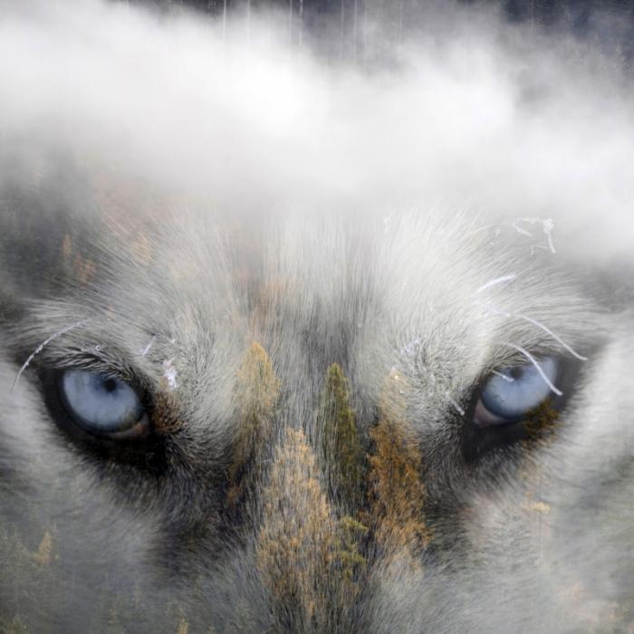 Hund zerfleischt Baby (3 Monate) - Eltern sehen hilflos zu