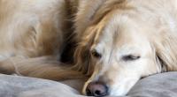 Ein Hund wurde in Kolumbien von mehreren Männern missbraucht.