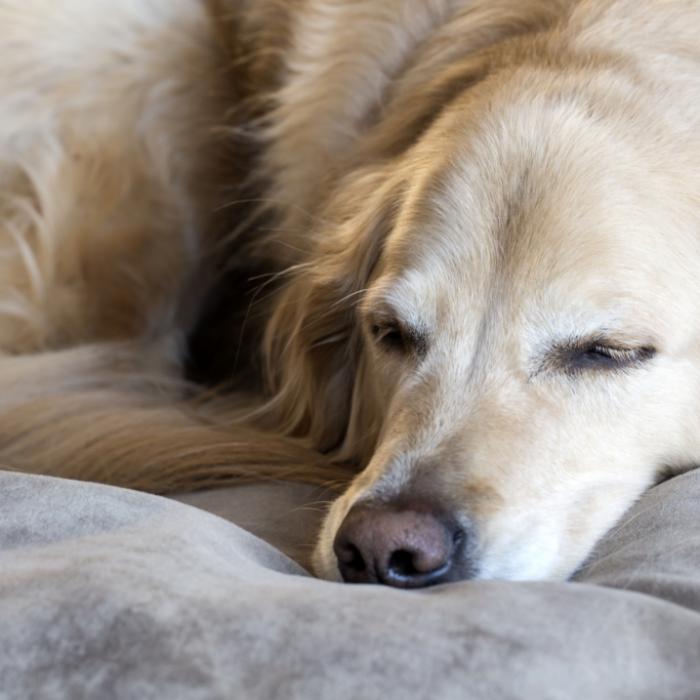 Genitalien zerstört! Hund abgestochen und zu Tode vergewaltigt