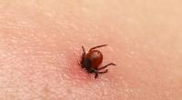 Das Krim-Kongo-Virus wird hauptsächlich durch Zecken auf den Menschen übertragen.