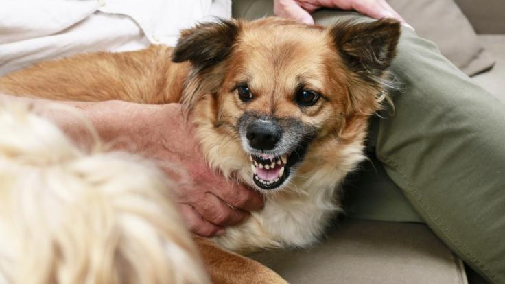 Ein Familienhund hat ein 4-jähriges Mädchen zu Tode gebissen.