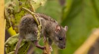 Feldspitzmäuse können das Borna-Virus übertragen.