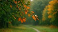 Zerplatzt der Traum von einem schönen Altweibersommer?