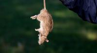 Ein 82-Jähriger kämpft gegen eine wahre Ratten-Invasion.