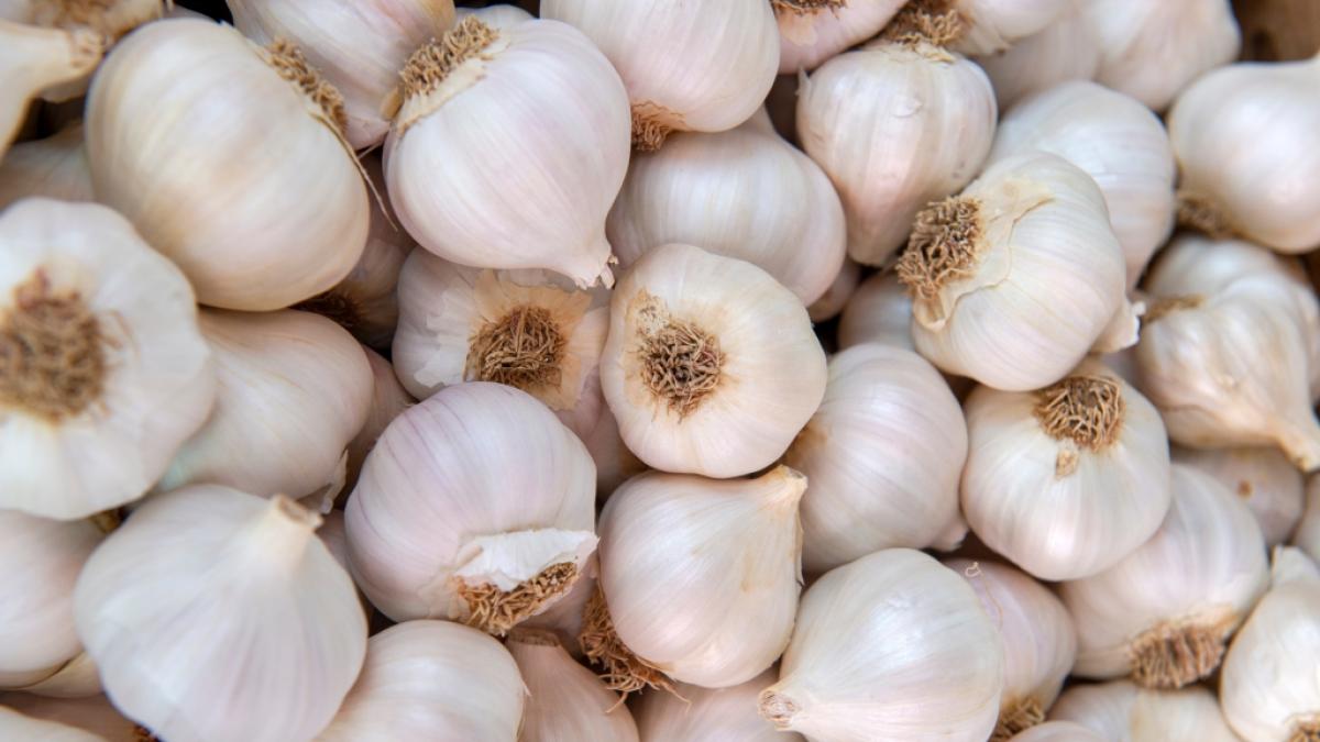 Wer zu viel Knoblauch isst, riskiert Vergiftungserscheinungen. (Foto)