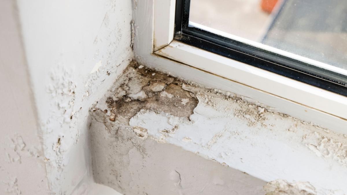 Abgeplatzter Putz und Schimmel an einem Fenster: Zeit zu handeln! (Foto)