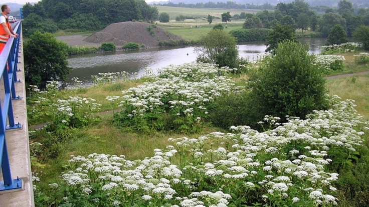Riesenbärenklau wächst und vermehrt sich vor allem an Flussläufen.