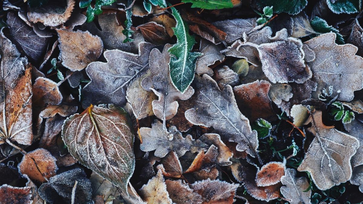 Der Deutscher Wetterdienst warnt vor Frost. (Foto)