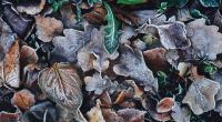 Der Deutscher Wetterdienst warnt vor Frost.