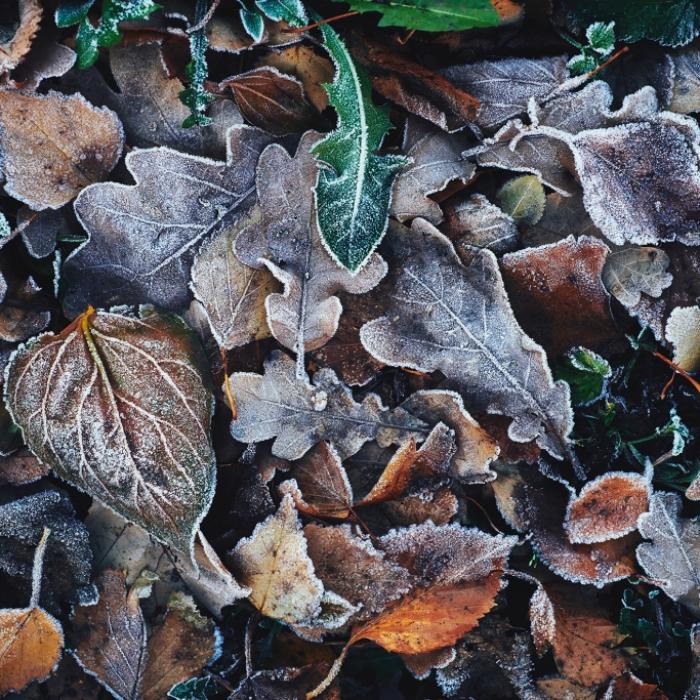 Wetterdienst warnt vor Frost! Stürzen die Temperaturen völlig ab?