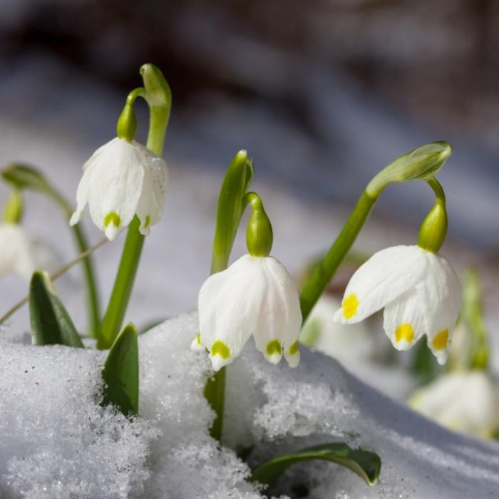 Meteorologen warnen vor Schnee - Kracht der Märzwinter nach Deutschland?