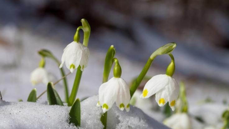 Mitte März kehrt der Winter für ein paar Tage nach Deutschland zurück.