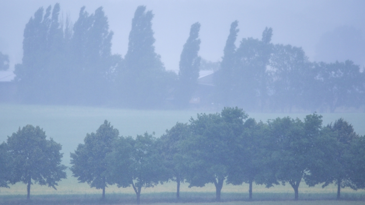 Der DWD hat eine Warnung vor Nebel herausgegeben (Symbolbild). (Foto)