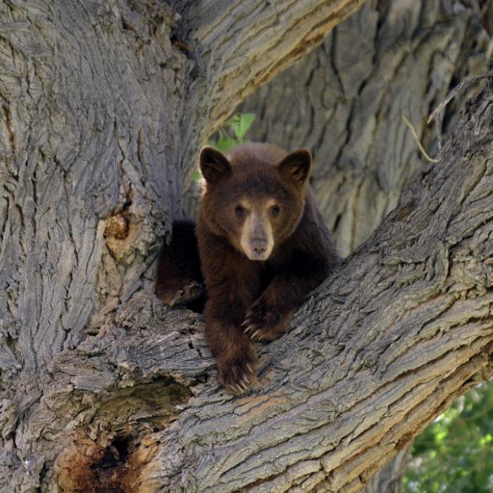 Bär beißt Frau beim Outdoor-Pinkeln