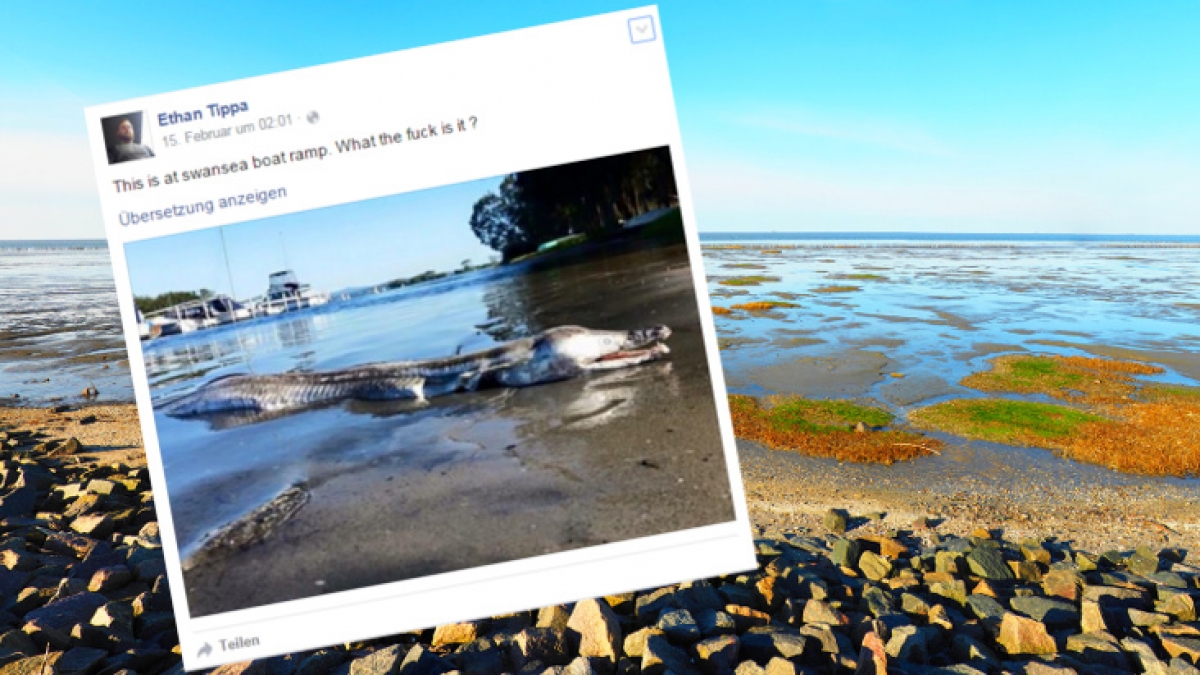 Dieses Seeungeheuer verschreckt derzeit das Social Web. (Foto)