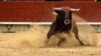 Ein Stier hat einen Jugendlichen bei einer Hatz in Spanien zerfleischt.