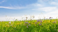 Der Frühling meldet sich Ende März endlich zurück.