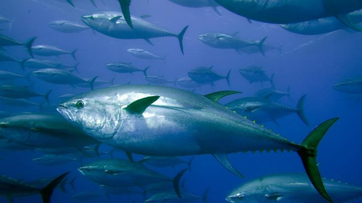 An der Küste Schottlands wurde ein knapp zwei Meter langer Blauflossen-Thunfisch angespült (Symbolfoto).