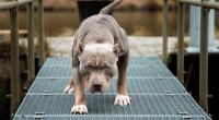 Drei Pitbulls haben eine Frau zu Tode gebissen.