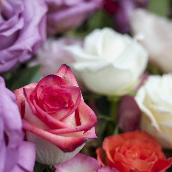 Preise explodieren! So teuer sind Schnittblumen und Pralinen