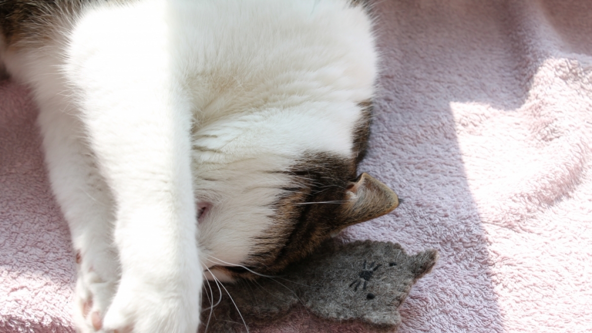 Das geb ich nicht mehr her! Testkatze Holly ist ganz vernarrt in das duftende Catlabs-Spielzeug. (Foto)