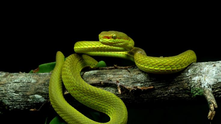Forscher haben eine Schlangenart nach der Harry Potter-Figur Salazar Slytherin benannt.