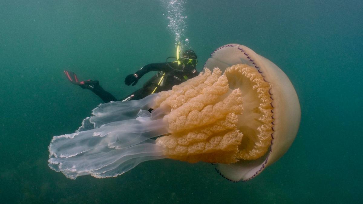 Exotische Meeresbewohner wie die Lungenqualle vermehren sich inzwischen auch in Nordeuropas Gew&auml;ssern - schuld daran ist der Klimawandel. (Foto)