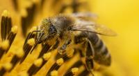 So unterscheiden Sie Bienen, Wespen, Hornissen und Co. (Symbolfoto)
