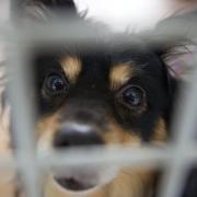 Gibt es tatsächlich Tierbordelle für Menschen, die Sex mit Vierbeinern haben wollen? Der Bundesrat glaubt daran.