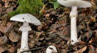 Augen auf bei der Pilzsuche: Der grüne Knollenblätterpilz, auch bekannt als Amanita phalloides, kann leicht mit einem weißen Champignon verwechselt werden, birgt jedoch tödliche Gefahren beim Verzehr.