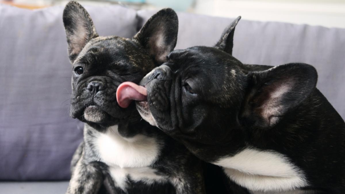 Sieben Hunde, darunter zwei franz&ouml;sische Bulldoggen (Bild), wurden in Wales auf brutale Art und Weise get&ouml;tet. (Symbolfoto) (Foto)