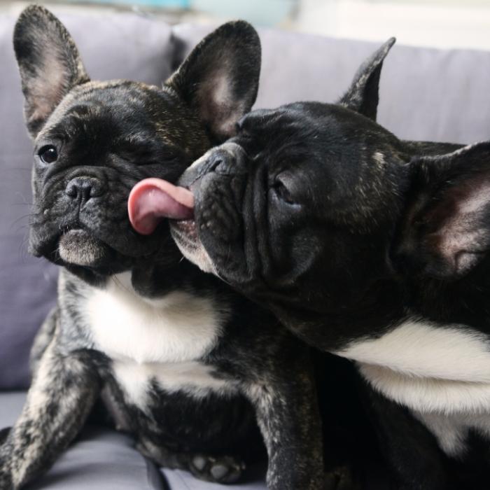 Sieben Hunde mit Benzin übergossen und bei lebendigem Leib verbrannt!