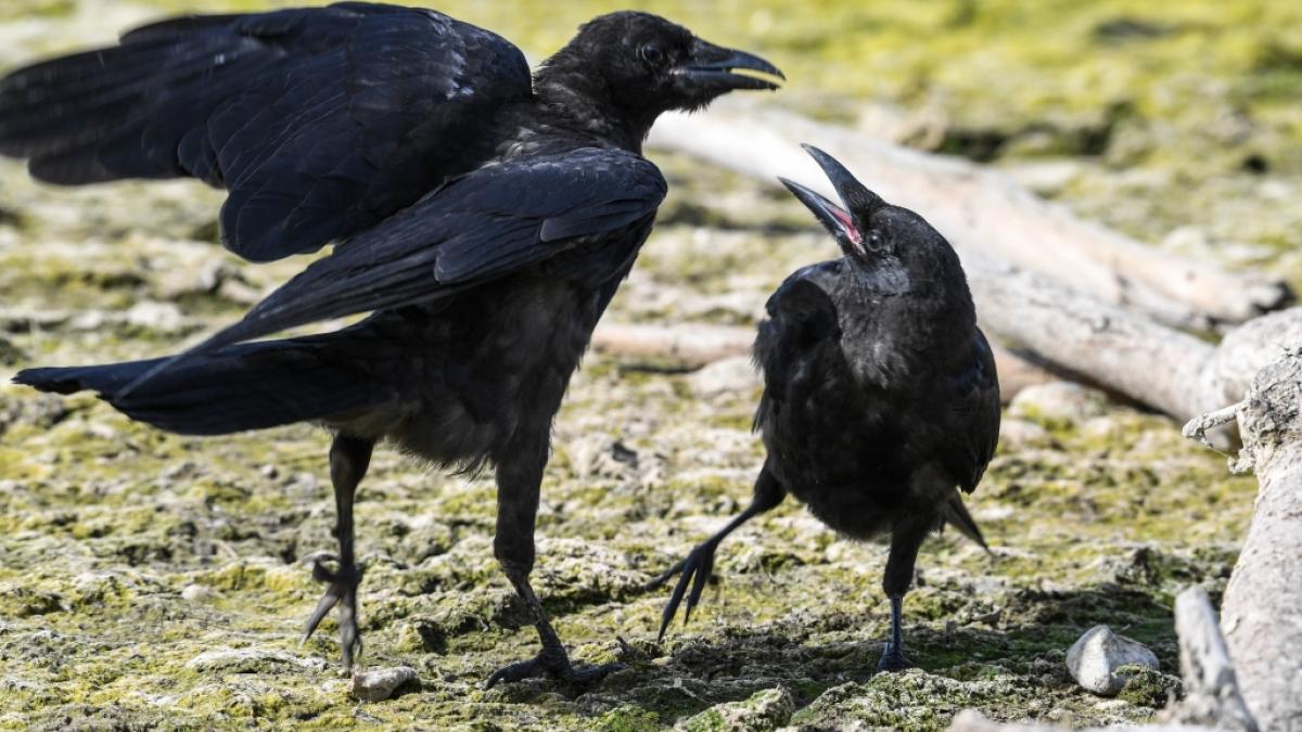 Sind die V&ouml;gel die Vorboten der Apokalypse? (Foto)