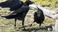 Sind die Vögel die Vorboten der Apokalypse?