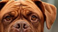 Bordeauxdoggen gelten in einigen deutschen Bundesländern als gefährlich und können nur mit erfolgreich absolvierter Wesensprüfung gehalten werden.