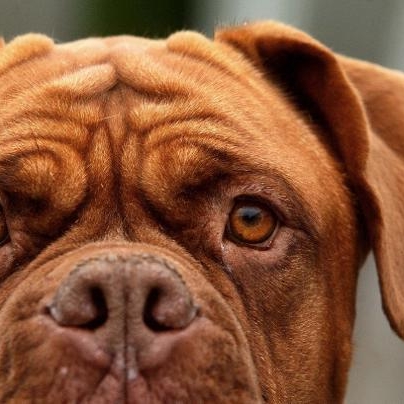 Kind (5) von vier Hunden zerfleischt