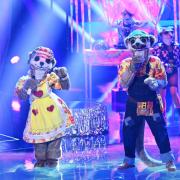 Die Erdmännchen bei 