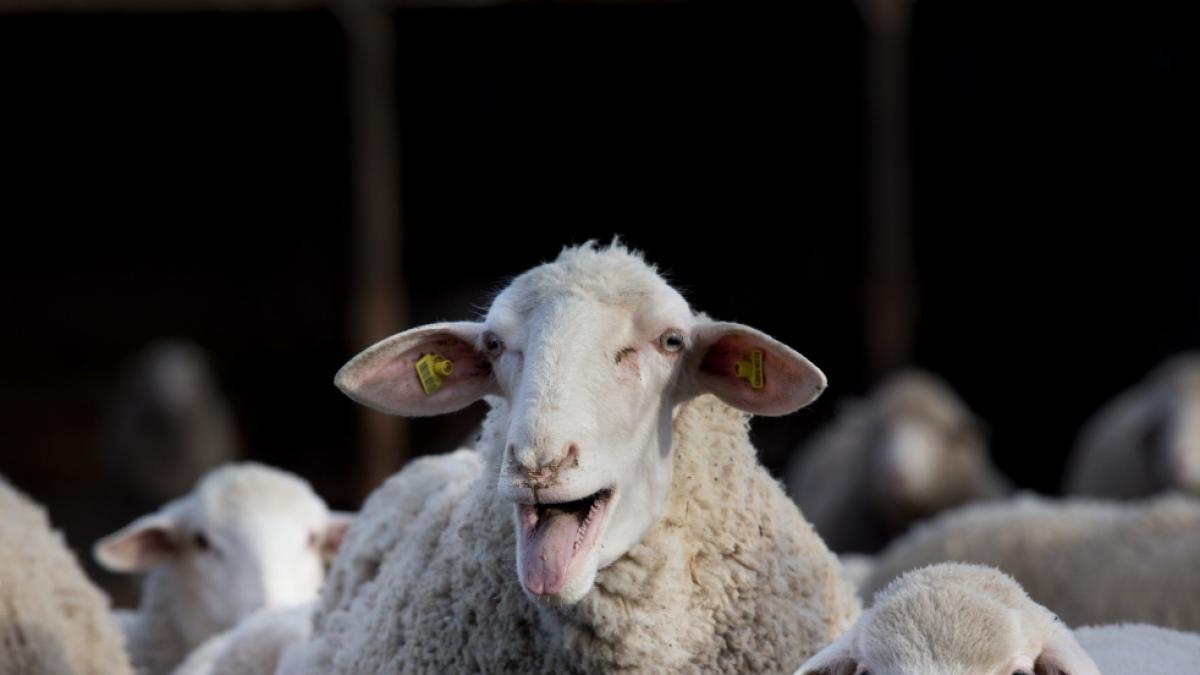Droht uns in diesem Jahr die Schafsk&auml;lte? (Foto)