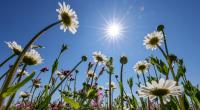 Laut einigen Wettermodellen wird es im Frühling sommerlich warm werden.