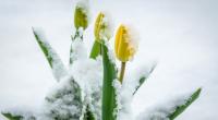 Schlägt der Winter im Mai 2022 noch einmal eiskalt zurück?